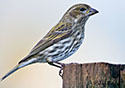 Carpodacus purpureus